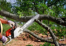 Best Root Management and Removal  in Emerd Mountain, AL